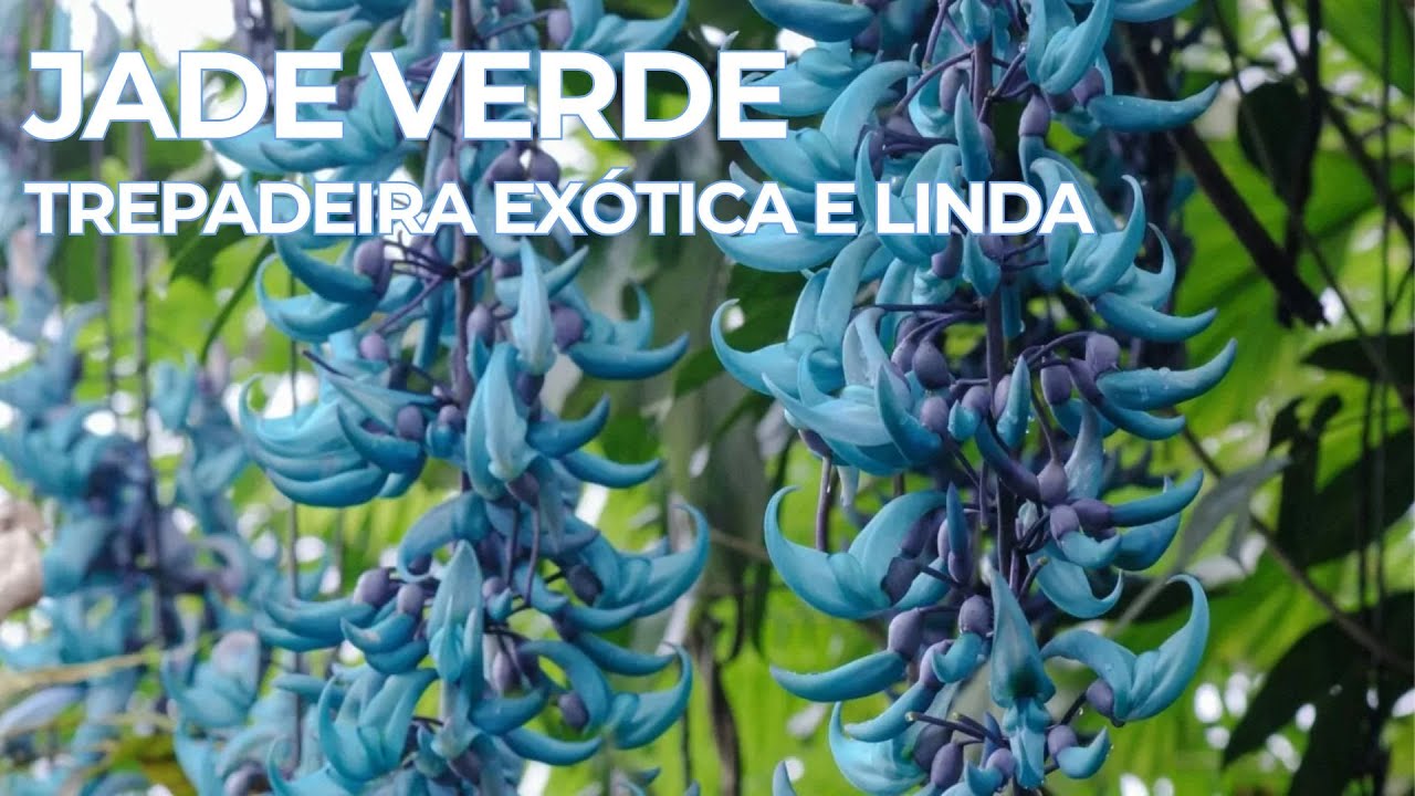Como Plantar Jade Verde Trepadeira | Dicas de Cultivo
