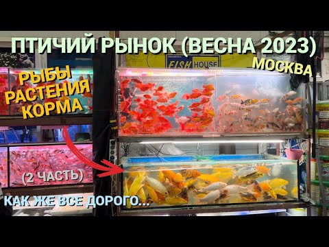 ПТИЧИЙ РЫНОК САДОВОД МОСКВА (ВЕСНА 2023) l РЫБЫ, РАСТЕНИЯ, КОРМА l ПОЧЕМУ ТАК ДОРОГО?  ЧТО-ТО НОВОЕ?