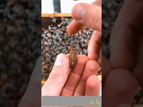 میدونید عمر ملکه زنبور عسل ۵ سال هست در حالیکه عمر زنبور عسل فقط دو تا سه ماه هست 