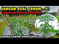 Jarak tanam cabe merah yang ideal dimusim hujan