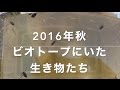 ビオトープの中の生き物を調べてみた 2016