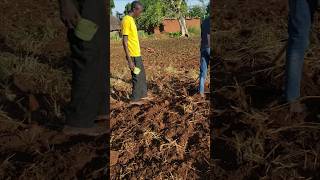 African village farming