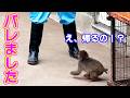 飼育員パパがこっそり帰ろうとしたらパンチに秒でバレてた🤣