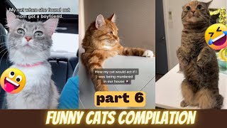 Ultimate Funny and Cute Cats Compilation by cats angels 9,681 views 1 year ago 10 minutes, 47 seconds