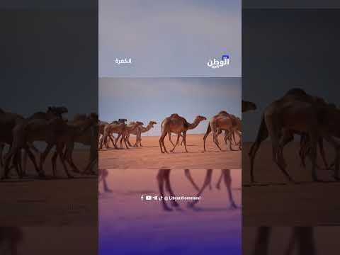 شاهد وصول قافلة من آلاف الإبل إلى صحراء الكفرة الليبية قادمة من دولة تشاد الوطن الليبية ليبيا