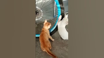 #القرآن_الكريم #راحة_نفسية #تلاوة_خاشعة #quran #cat #ihavethisthingwithplants #cuteanimal #duet #kit