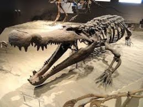 Video: A Large Dinosaur Skeleton Was Found In The Gobi Desert - Alternative View