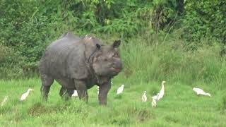 Rhino Grazing @ Reason to visit Nepal