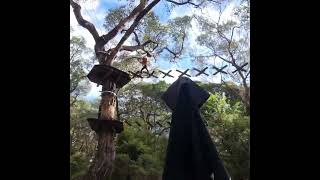 Theo and Percy's adventures. tree top walk mega high up