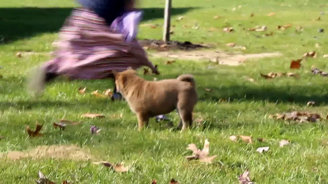 Shiba Inu Puppies For Sale - YouTube