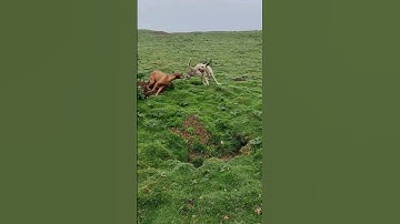 Another Double #ferreting #rabbiting #hunting #fieldsports #workingdog #lurcher #huntingdog