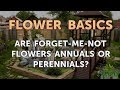 Are Forget-Me-Not Flowers Annuals or Perennials?