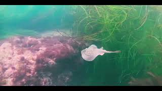 Stingray La Jolla