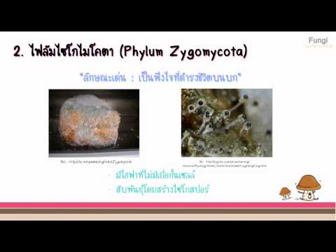 อาณาจักรฟังไจ (Kingdom Fungi)