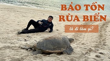 bảo tồn rùa biển Côn Đảo là đi làm gì | hòn Bảy Cạnh | IUCN