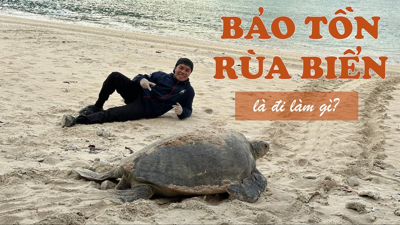 bảo tồn rùa biển Côn Đảo là đi làm gì | hòn Bảy Cạnh | IUCN - YouTube