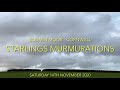 Starlings Murmurations - Bodmin Moor, Cornwall (with music)