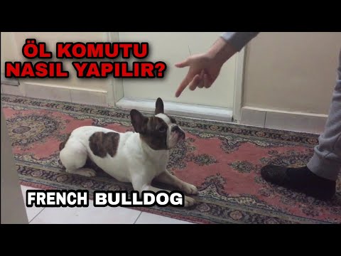 Video: Aileyi Ziyaret Etmek İçin Bilinmesi Gereken 3 Köpek Komutu