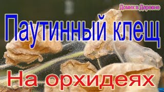 Паутинный клещ на орхидеях! Борьба Полное поражение врага! Паутинный клещ на орхидеях! Борьба Полное поражение врага!