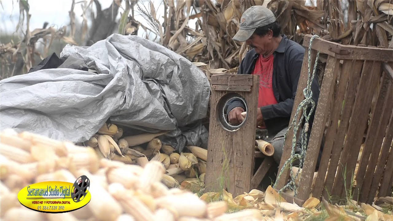 hojas para tamales _HD