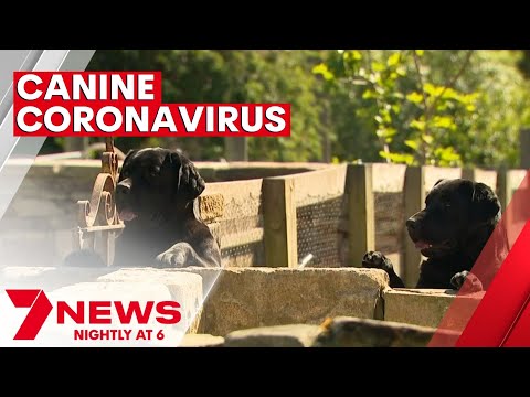 Dog owners prompted to watch for symptoms for canine coronavirus | 7NEWS
