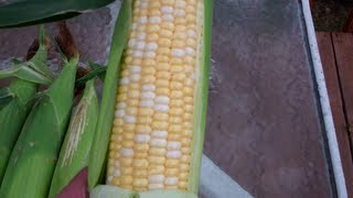 Finally The Container Corn Is Ready! I Cant Wait To Try It! Lets Taste It Now! Wow!