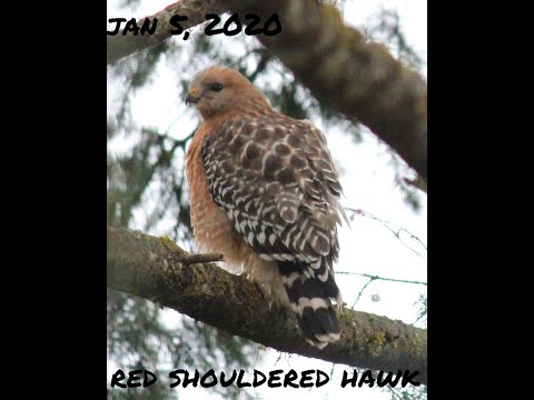 Red Shouldered Hawk and Other Birds Jan 5, 2020