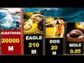Animals That Can Spot You From Miles Away | Vision Power