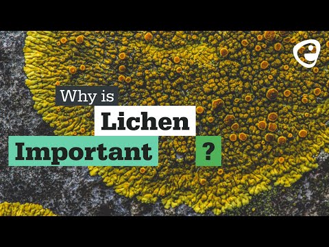 Why is Lichen important?