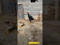 کوشامو لاری مرغ خروس جوجه سگ کبوتر  پیراکند۰۹۱۱۸۰۴۴۳۷۴
