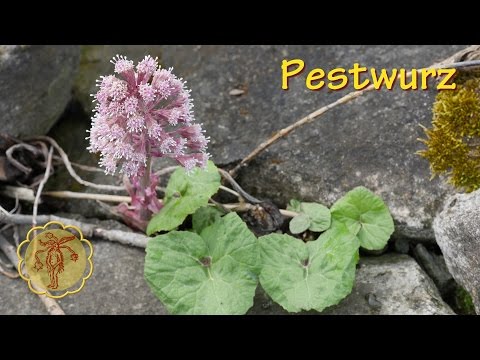 Video: Skurrile Pestwurz