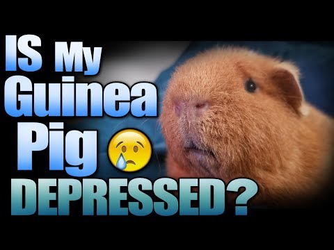 can guinea pigs die of depression