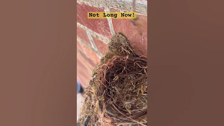 Not long now! #shorts #birds