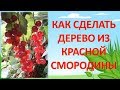 КАК ВЫРАСТИТЬ СМОРОДИНОВОЕ ДЕРЕВО. ШТАМБОВАЯ СМОРОДИНА. Как выращивать смородину.