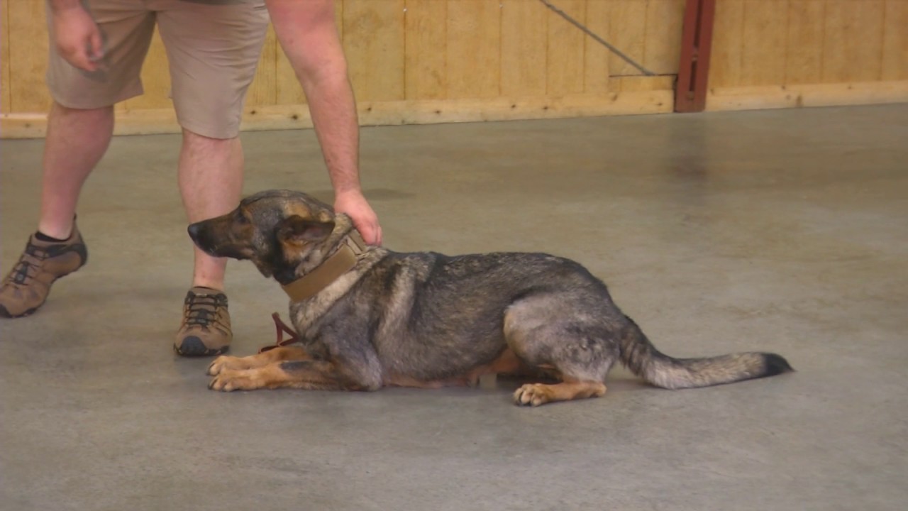 video phone beyonce mp3 Sable German Shepherd 