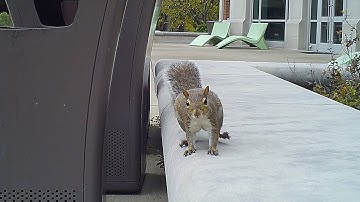 Why a student studies squirrels on campus