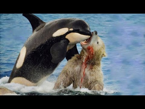 مواجهة شرسة بين الدب القطبي وحوت الأوركا من الأقوى