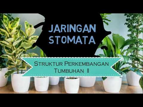 Video: Maklumat Stomata Tumbuhan - Apakah Fungsi Stomata Dalam Tumbuhan