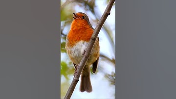 Unbelievable Morning Bird Songs – The Ultimate Natural Soundscape for Sleep, Focus & Relaxation
