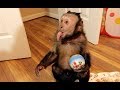 Monkey Play Room FUN!