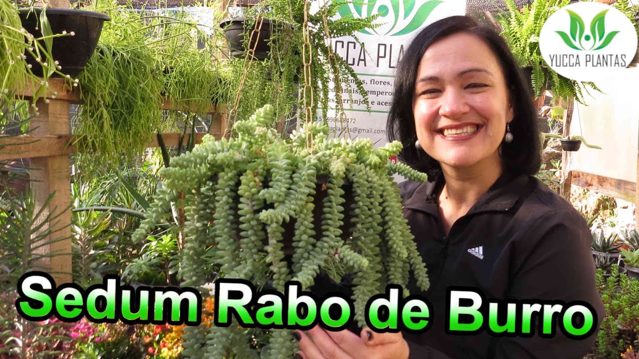 Sedum Rabo de Burro - Conheça essa linda suculenta!