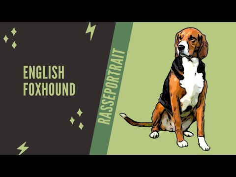 Video: Sind Foxhounds gute Haustiere?