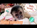 Baby Capuchin Monkey! Just a few weeks old! ADORABLE!!