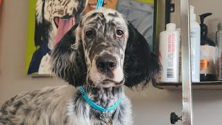 English Setter Puppy Grooming