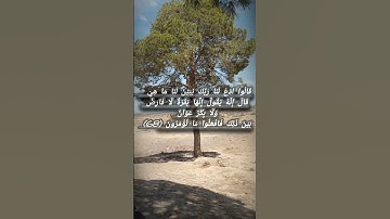 #ماتيسر_من_القرآن #سورة_البقرة #القارىء #ممدوح#السواط#foryou #like #albaqarah