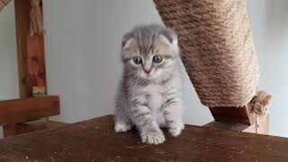 Alishia&Miço oğlu Scottish Fold by Lovetouch Cattery Kedi Evi 656 views 3 years ago 1 minute, 1 second