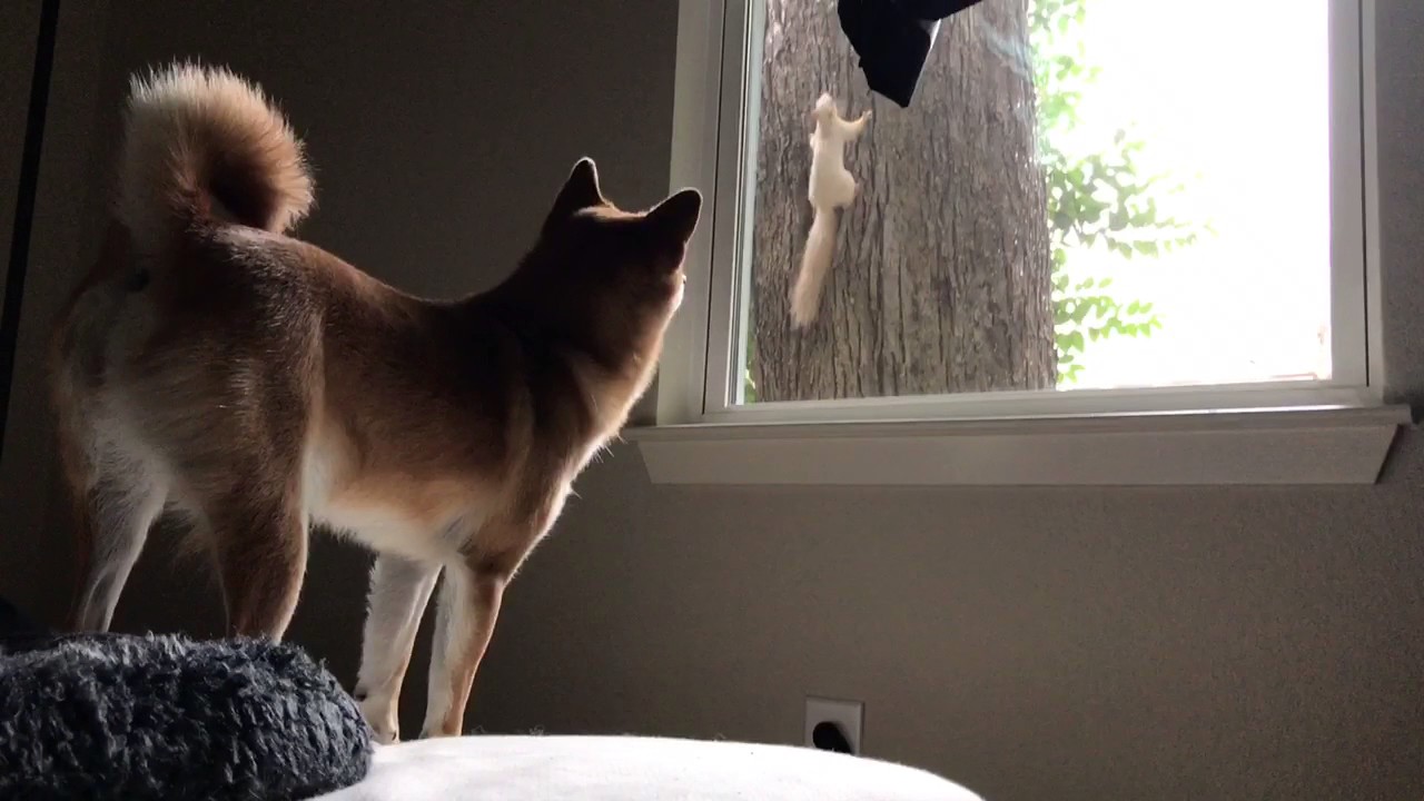 Resultado de imagen para shiba inu squirrel