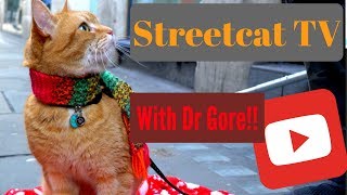 Streetcat TV Live  Ep. 1 with Dr Gore and The Wild Strays by Streetcat TV 7,462 views 6 years ago 11 minutes, 54 seconds