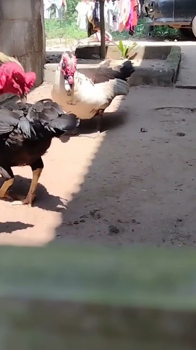 Ayam Bangkok X Entok