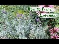 Trim Spanish Bushes In The